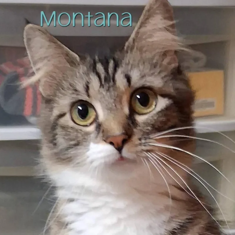 An adult medium-sized female Brown / Chocolate Domestic Medium Hair cat named Montana for adoption in Dayton, OH