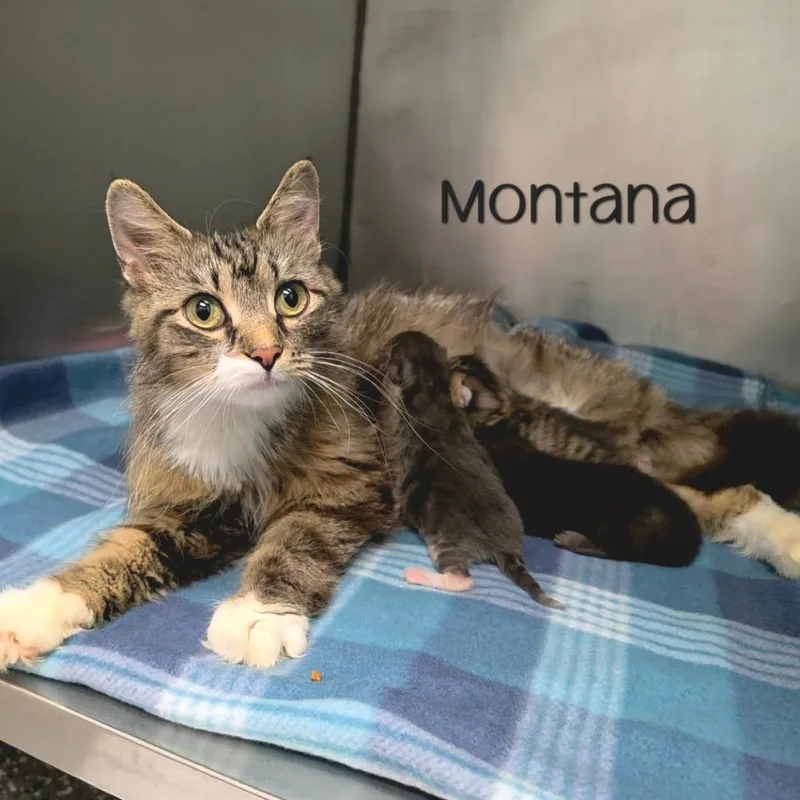 Montana thumbnail 3