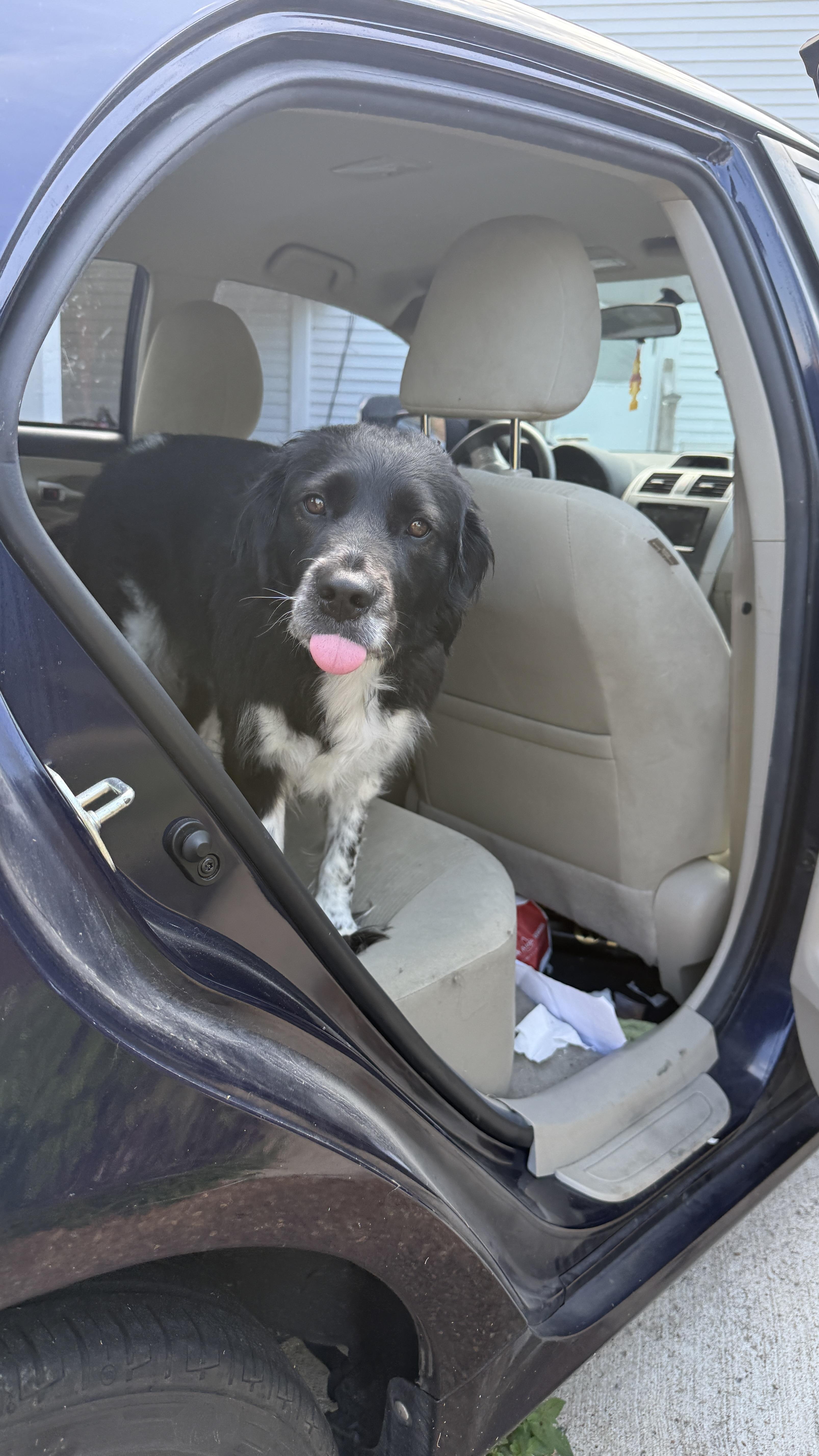 An adult medium-sized female Black Border Collie dog named Shadow for adoption in Nashville, TN