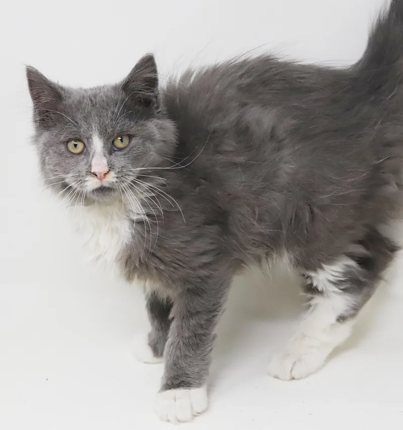 A baby small-sized male Tabby (Gray / Blue / Silver) Maine Coon cat named Axel and Carbon  for adoption in Bedford Hills, NY