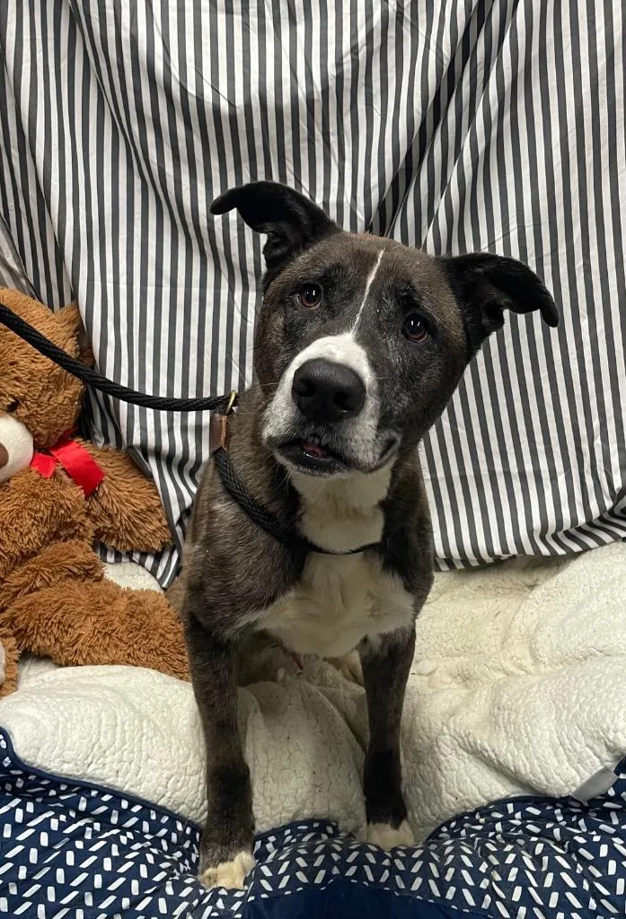 An adult large-sized male Husky dog named Louie for adoption in Fort Worth, TX