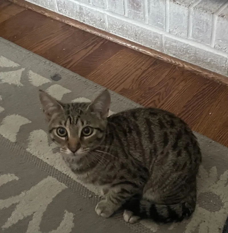 A young medium-sized male Tabby (Brown / Chocolate) Tabby cat named Harry Potter and Tiger for adoption in Wadsworth, IL
