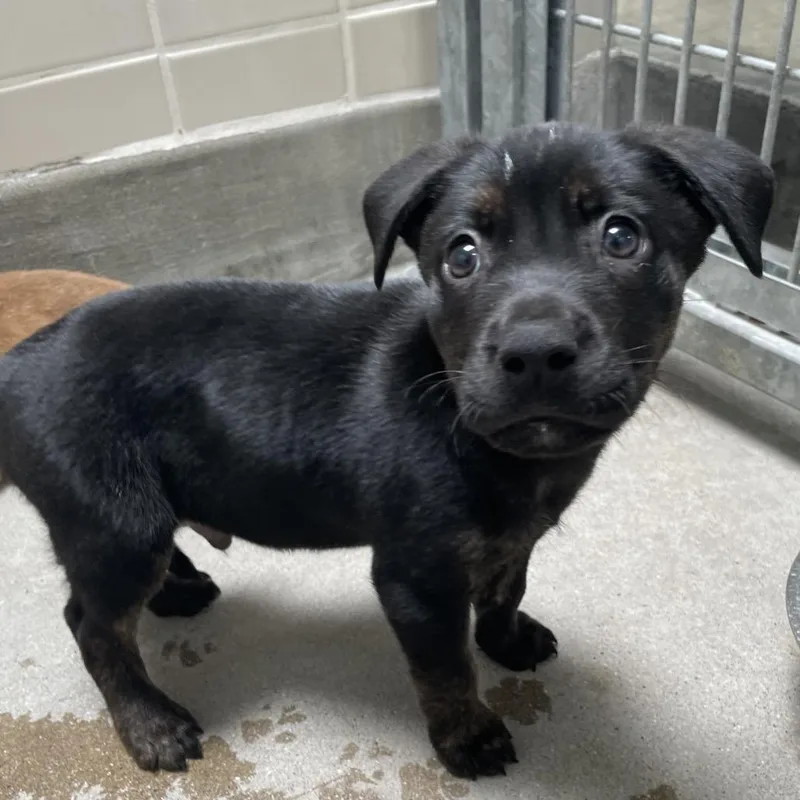 A baby small-sized male Black Labrador Retriever dog named Striker for adoption in Long Beach, CA