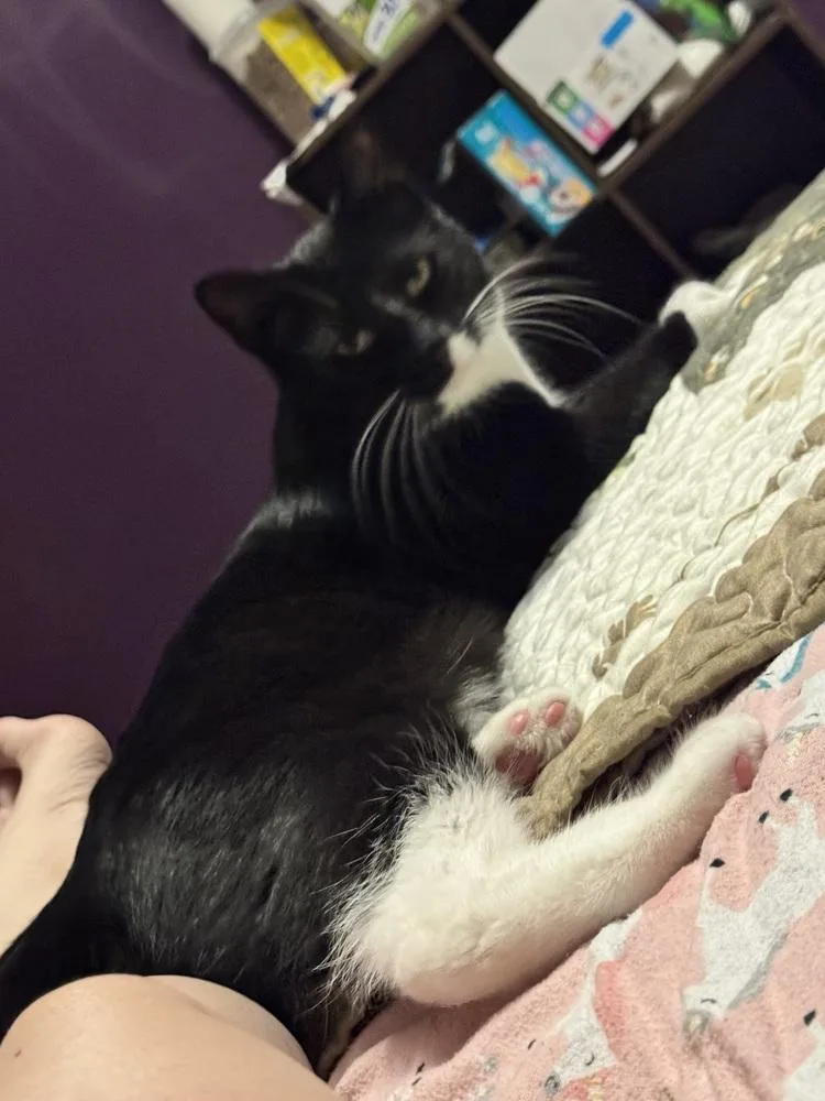 A young small-sized male Black & White / Tuxedo Domestic Short Hair cat named Tom Collins for adoption in Olyphant, PA