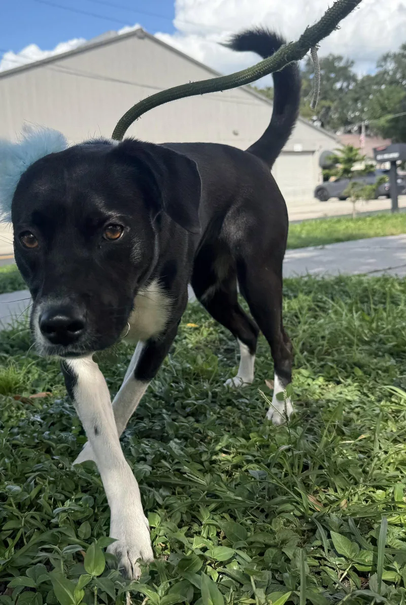 A young medium-sized female Border Collie dog named Millie TRAINING CAMP GRADUATE for adoption in Sanford, FL