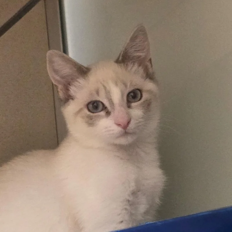 A baby small-sized female White Ragdoll cat named Sissy for adoption in Ballston Spa, NY
