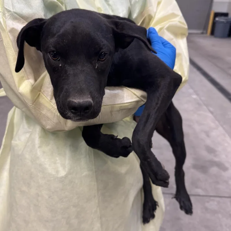 A young small-sized female Black Mixed Breed dog named Miracle for adoption in Las Cruces, NM