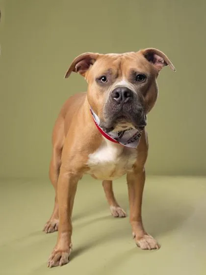 An adult large-sized male Mixed Breed dog named Thor for adoption in Atlanta, GA