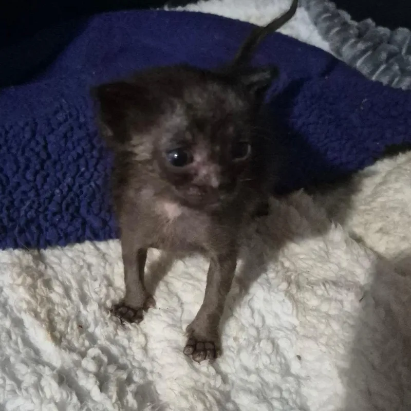 A baby small-sized male Black Domestic Short Hair cat named Batman for adoption in Grantsville, UT