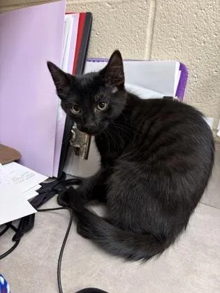 A baby small-sized male Domestic Short Hair cat named Shadow for adoption in Westland, MI