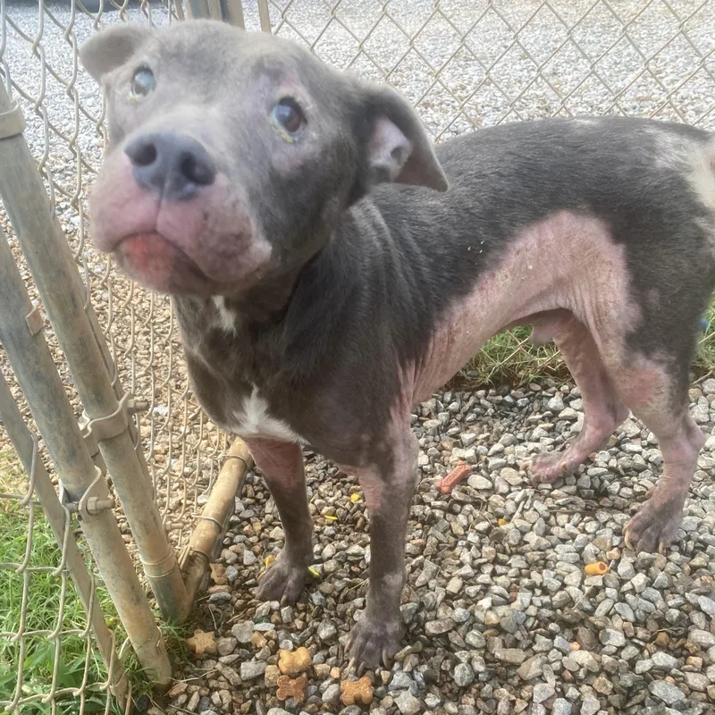 An adult medium-sized male Gray / Blue / Silver Pit Bull Terrier dog named Hiccup for adoption in Columbia, SC