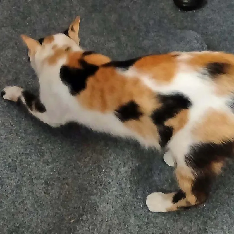 A young medium-sized female Calico Domestic Short Hair cat named Reese for adoption in Wakefield, MA