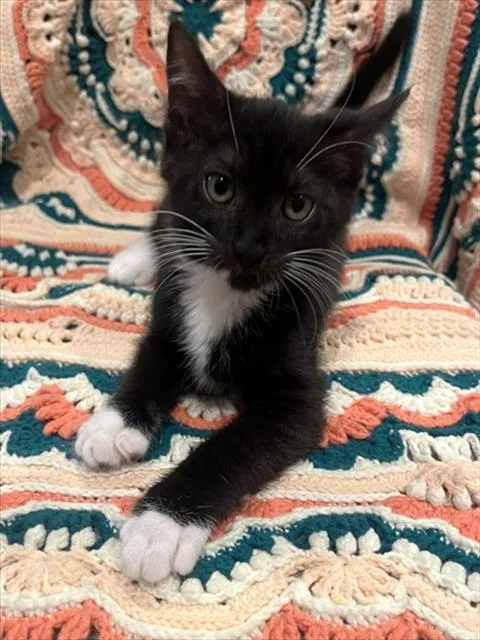 A baby small-sized female Domestic Short Hair cat named Quiche for adoption in Sacramento, CA