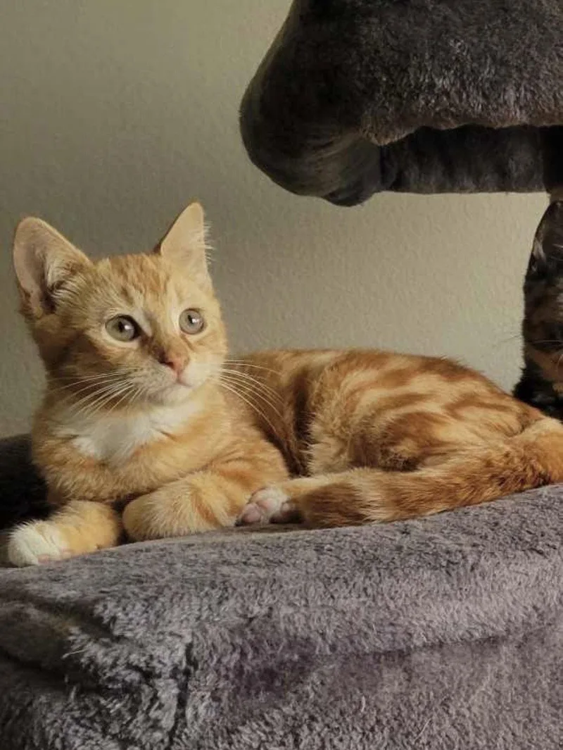 A young medium-sized female Domestic Short Hair cat named Art for adoption in Riverside, CA