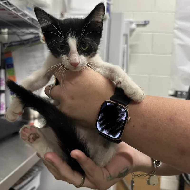 A baby small-sized female White Domestic Short Hair cat named Velcro for adoption in League City, TX