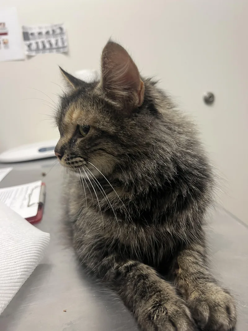 A young large-sized female Domestic Medium Hair cat named Felicity for adoption in Chico, CA