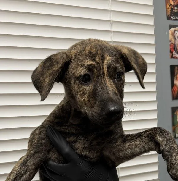A baby medium-sized female Shepherd dog named VBucks for adoption in San Diego, CA