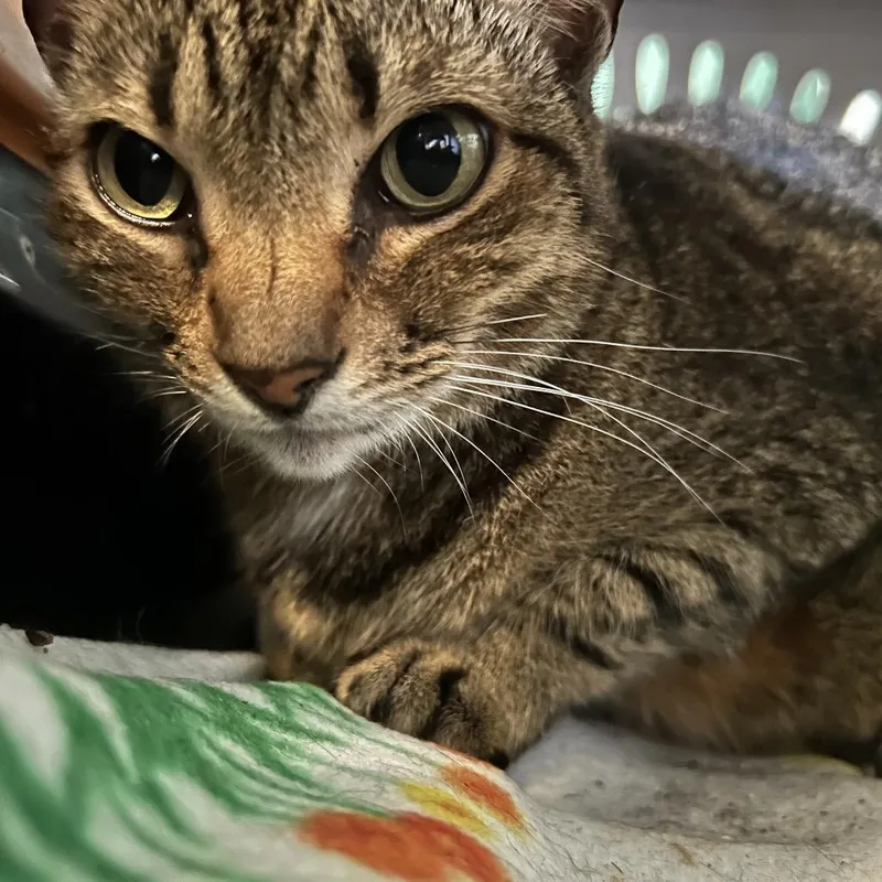 A senior medium-sized female Brown / Chocolate Domestic Short Hair cat named Sassy for adoption in Melrose, FL