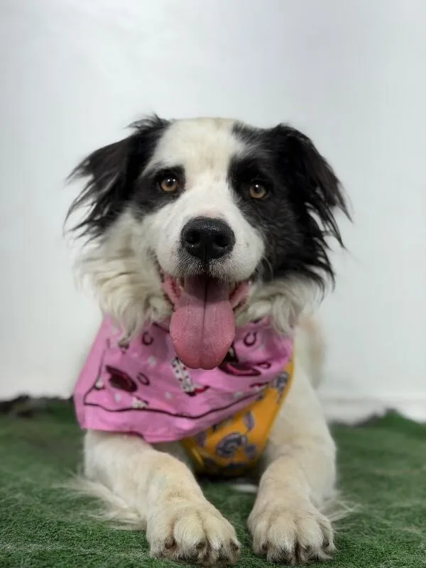 A young medium-sized male Black Border Collie dog named Dobby for adoption in Carlsbad, CA