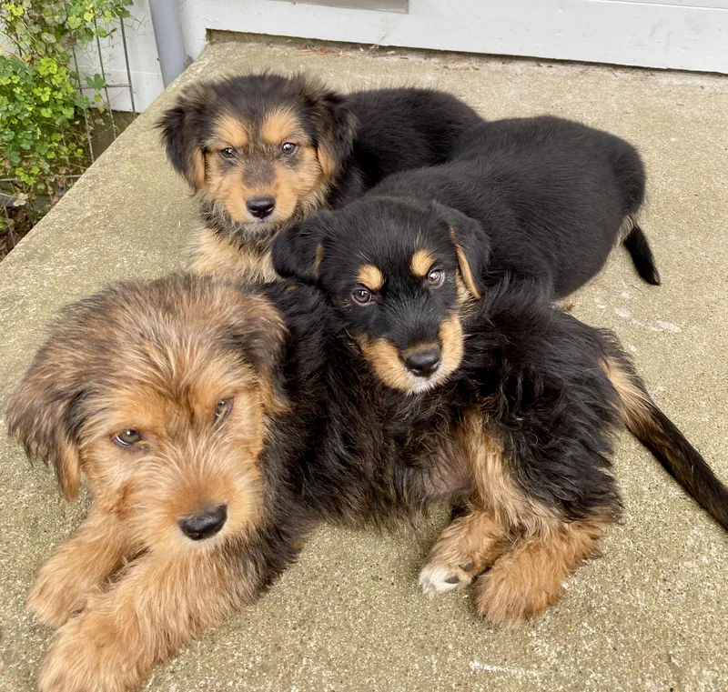 A baby medium-sized male Black Australian Shepherd dog named Dexter for adoption in Glasgow, KY