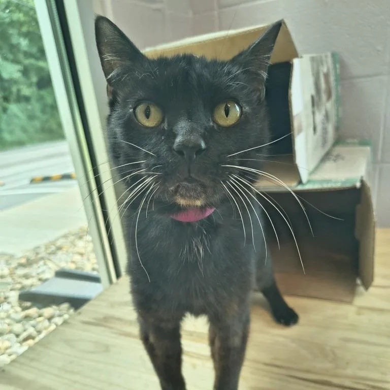 An adult medium-sized female Black Domestic Short Hair cat named Jewels for adoption in Knoxville, TN