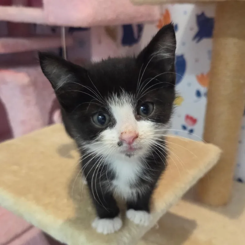 A baby small-sized male Black Domestic Short Hair cat named Bridge Across for adoption in Fredericksburg, VA
