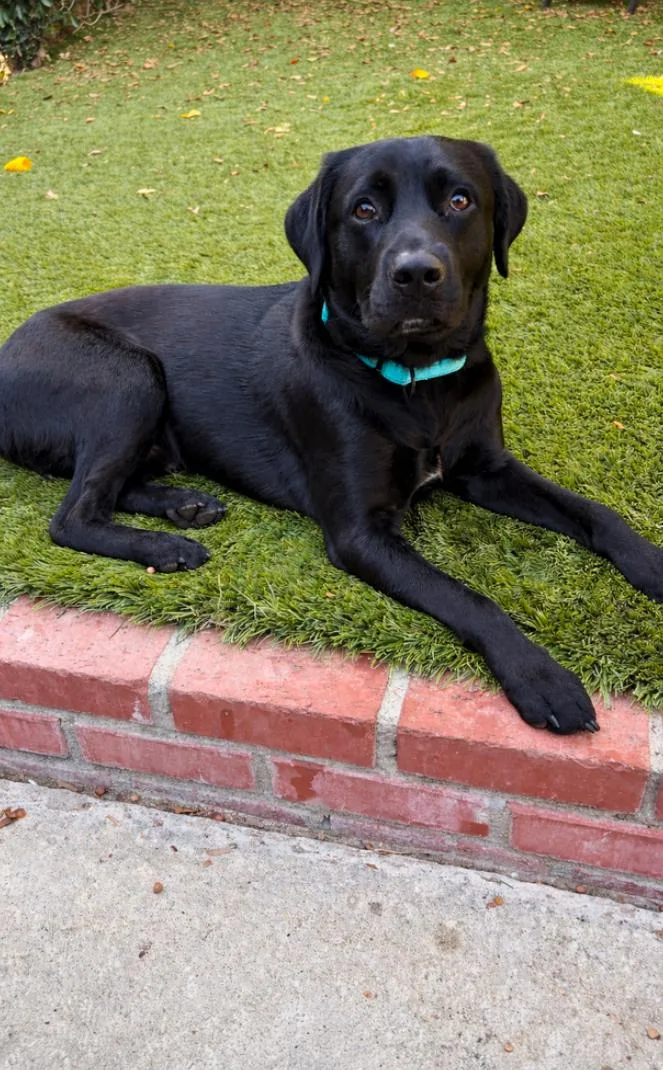 An adult medium-sized male Black Labrador Retriever dog named Cooper for adoption in Los Angeles, CA