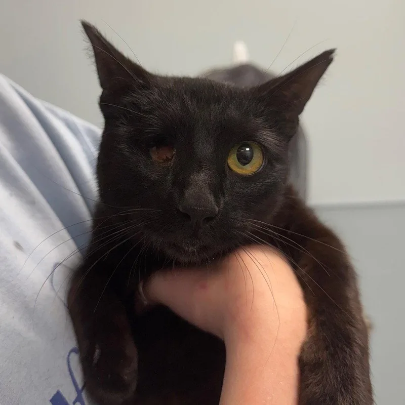 A young medium-sized female Black Domestic Short Hair cat named Belle for adoption in New Castle, DE