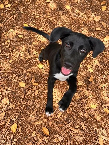 A baby medium-sized male Mixed Breed dog named Sully for adoption in Cumming, GA