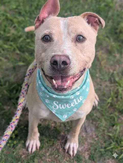 An adult medium-sized male Mixed Breed dog named Symba for adoption in Jacksonville, FL