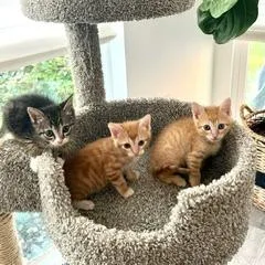 A baby small-sized male Orange / Red Domestic Short Hair cat named Undertones for adoption in Austin, TX