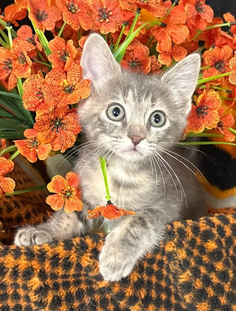 Tinkerbell