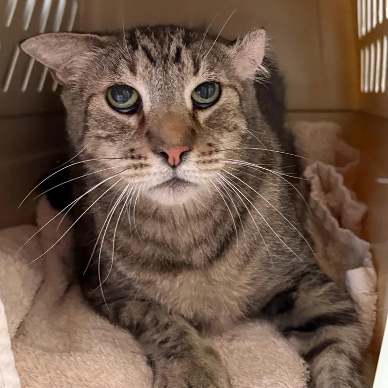 A senior small-sized male Domestic Short Hair cat named Sawyer for adoption in Desert Hot Springs, CA