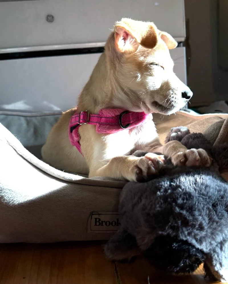 A baby small-sized female Chihuahua dog named Tina for adoption in Houston, TX