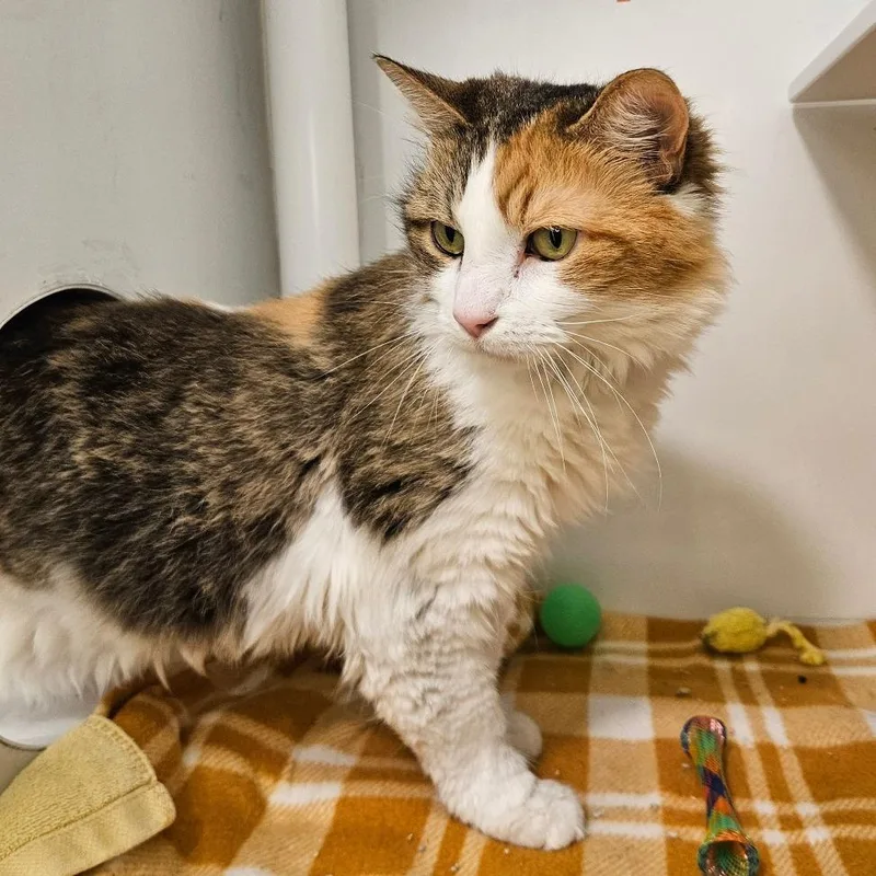 An adult medium-sized female Domestic Short Hair cat named Philomena for adoption in Los Angeles, CA