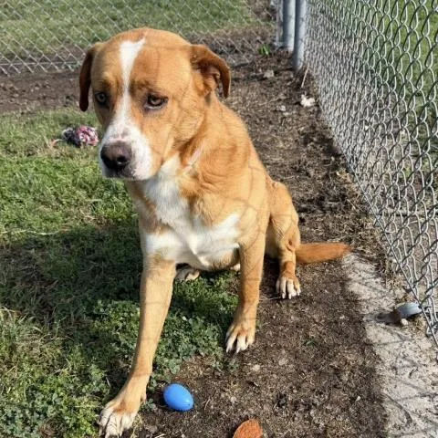 An adult large-sized male Labrador Retriever dog named Regis for adoption in Conroe, TX