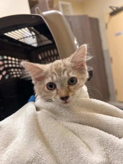 A baby small-sized female Siamese cat named Priscilla for adoption in Honolulu, HI