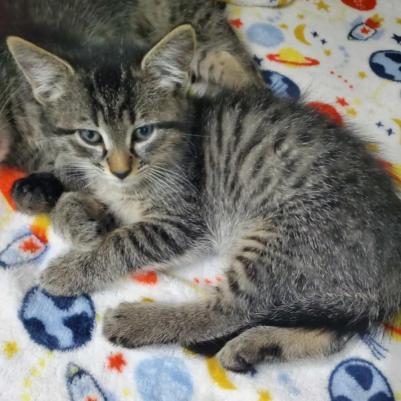 A baby small-sized male Brown / Chocolate Domestic Short Hair cat named Milton for adoption in Jefferson city, TN