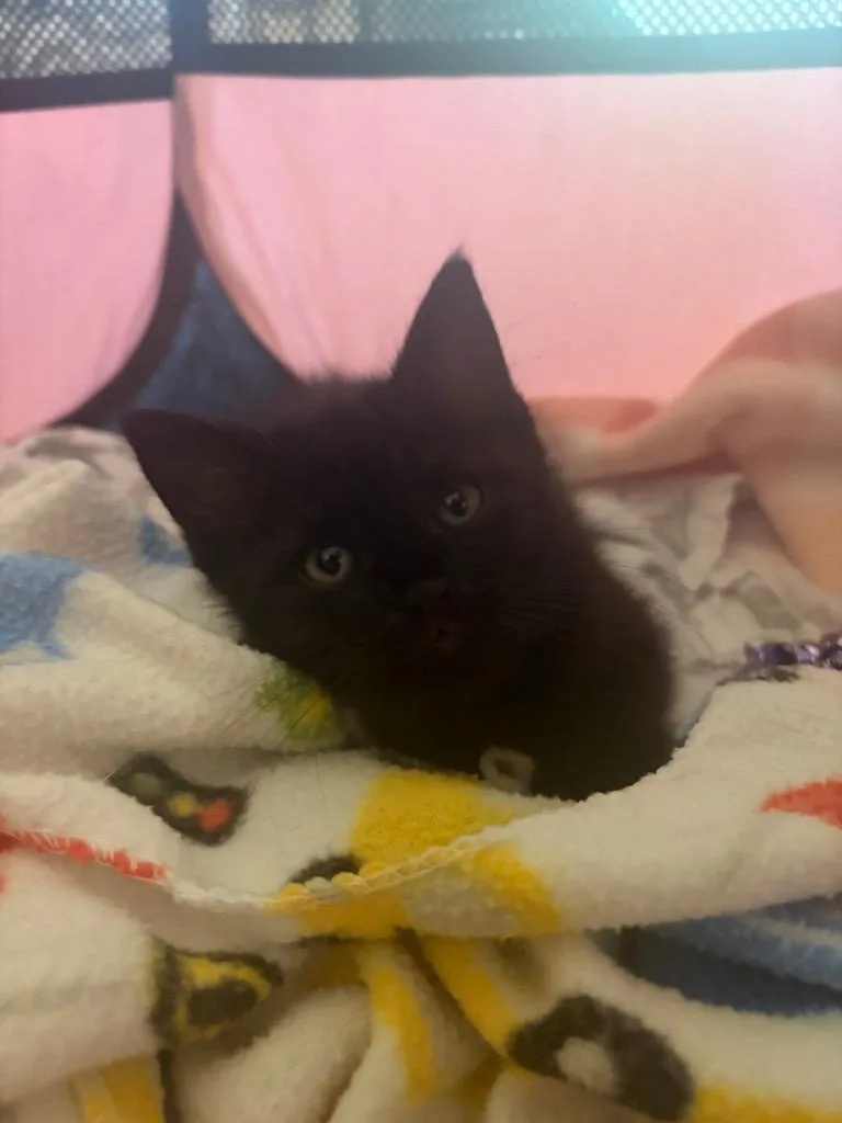 A baby small-sized female Domestic Short Hair cat named Mabel for adoption in Liverpool, NY