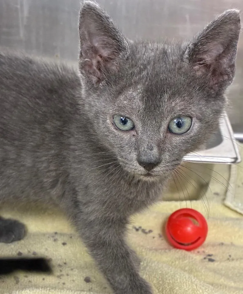 A baby small-sized male Domestic Short Hair cat named Squash for adoption in Hartsville, SC