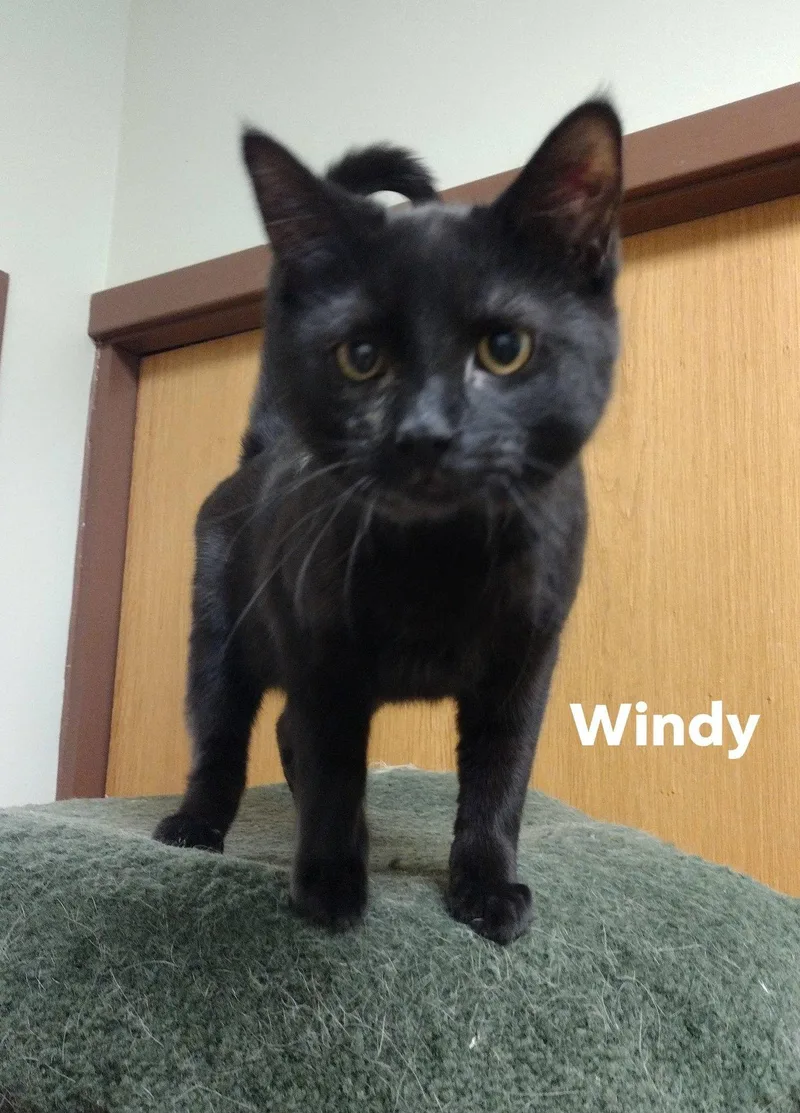 A young small-sized female Black Domestic Short Hair cat named Windy for adoption in Monroe, OH