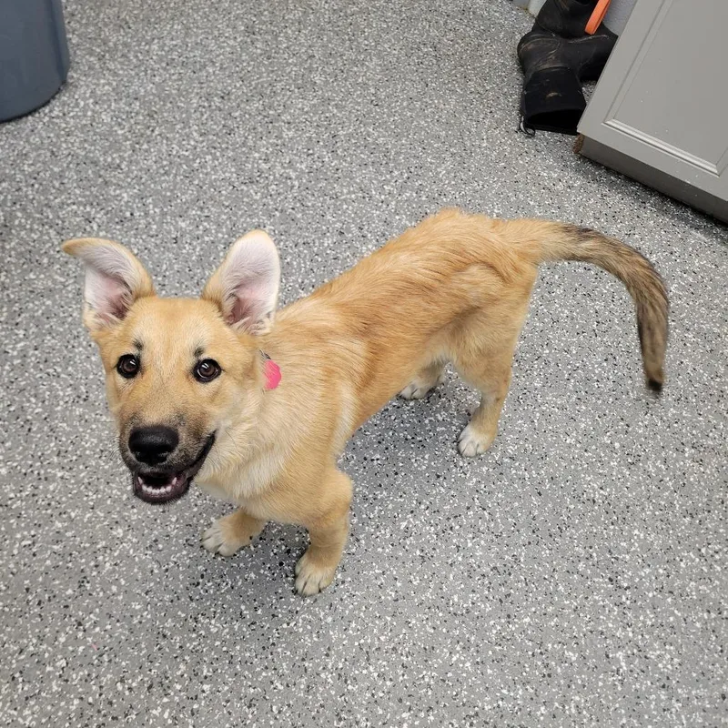 A baby medium-sized female Yellow / Tan / Blond / Fawn Shepherd dog named Marion for adoption in Parkersburg, WV