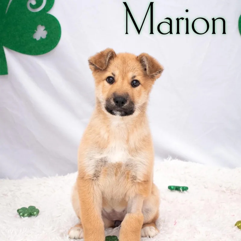 Marion thumbnail 3
