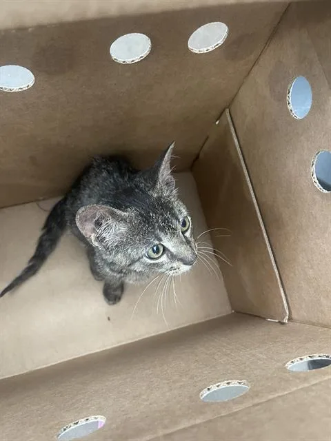 A baby medium-sized male Domestic Short Hair cat named Nacho for adoption in Dallas, TX