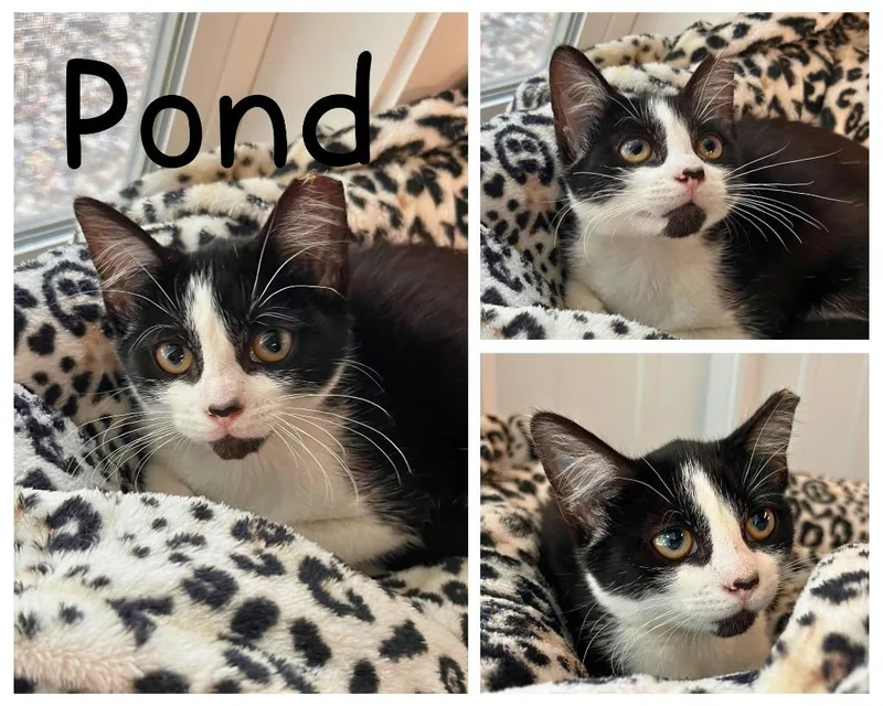 Pond thumbnail 2