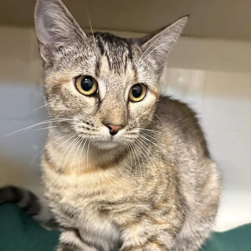 A young medium-sized female Gray / Blue / Silver Domestic Short Hair cat named Kiwi for adoption in Gloucester, VA
