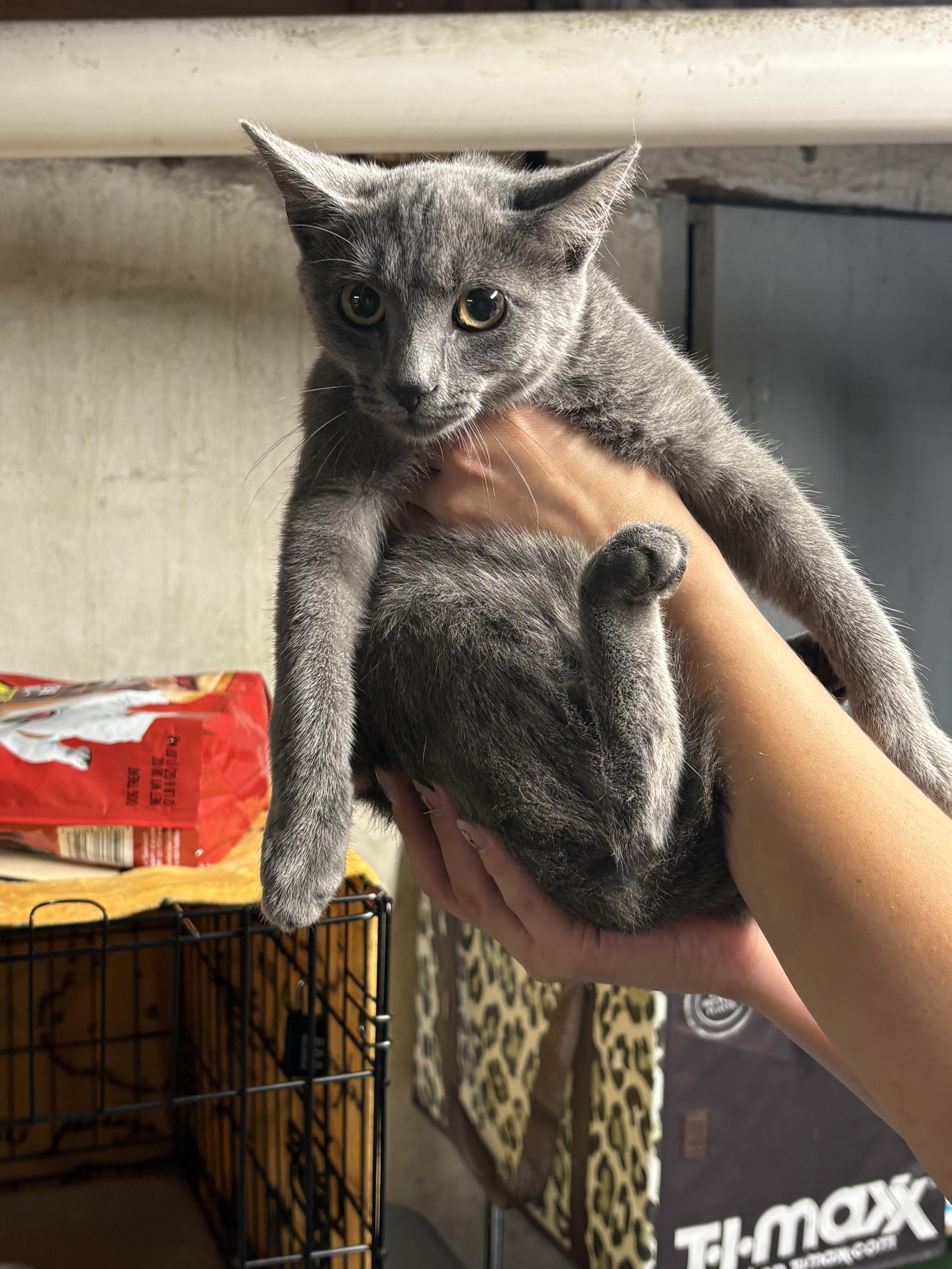 A young small-sized male Gray / Blue / Silver Domestic Short Hair cat named Sylvan for adoption in Bayonne, NJ