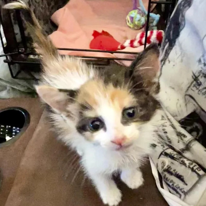 A baby small-sized female Calico Domestic Short Hair cat named Brooklyn for adoption in Othello, WA