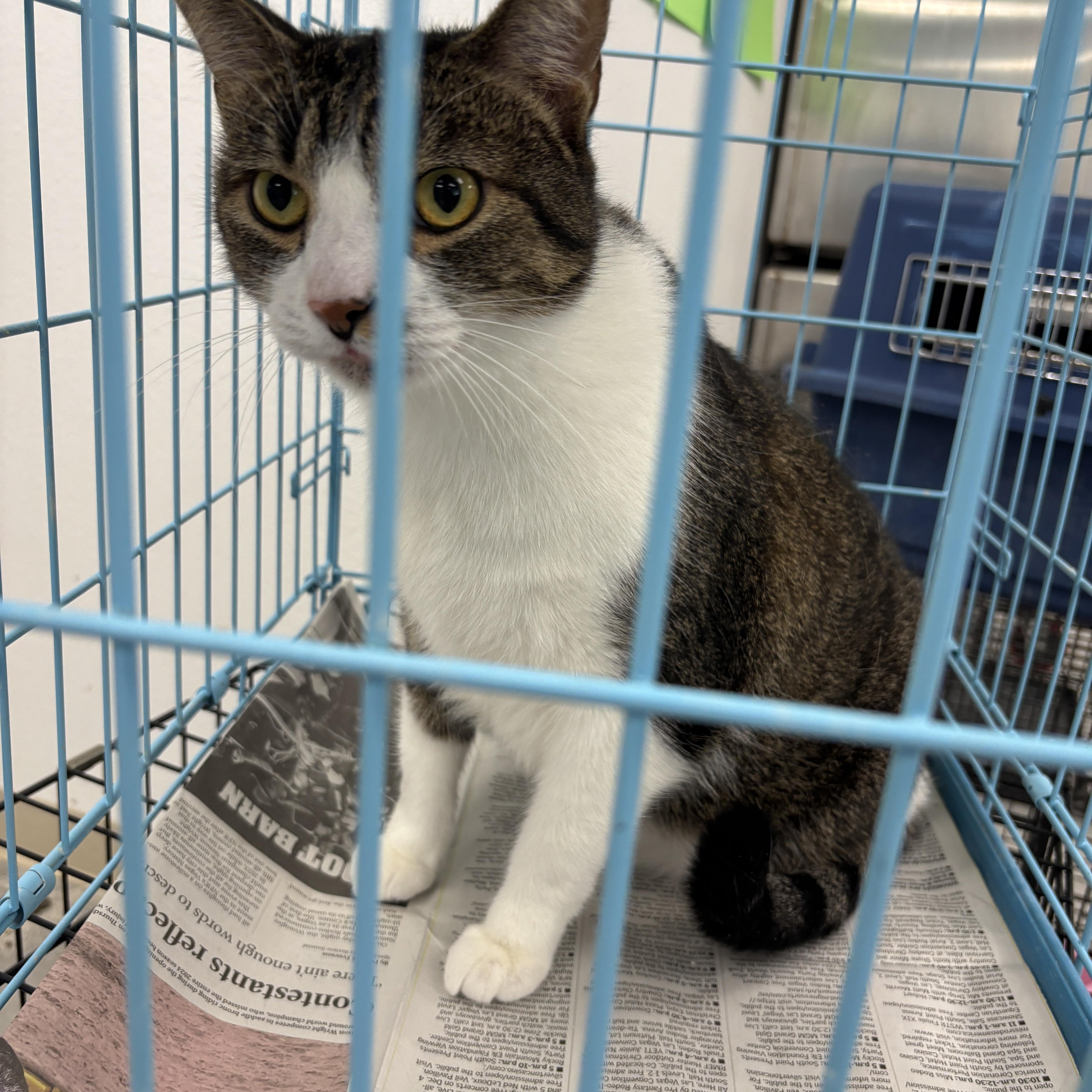 An adult large-sized male Tabby cat named Chungus for adoption in Las Vegas, NV