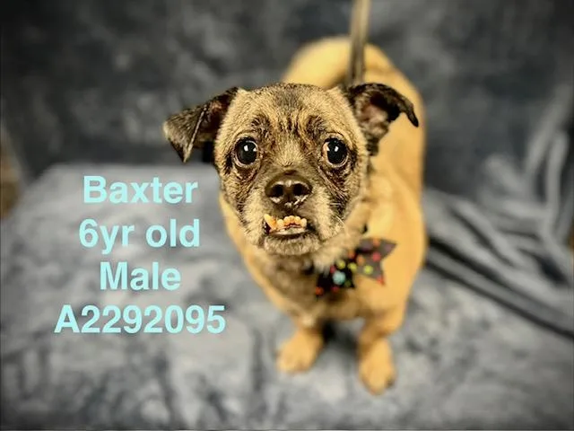 An adult small-sized male Pug dog named Baxter for adoption in Chatsworth, CA